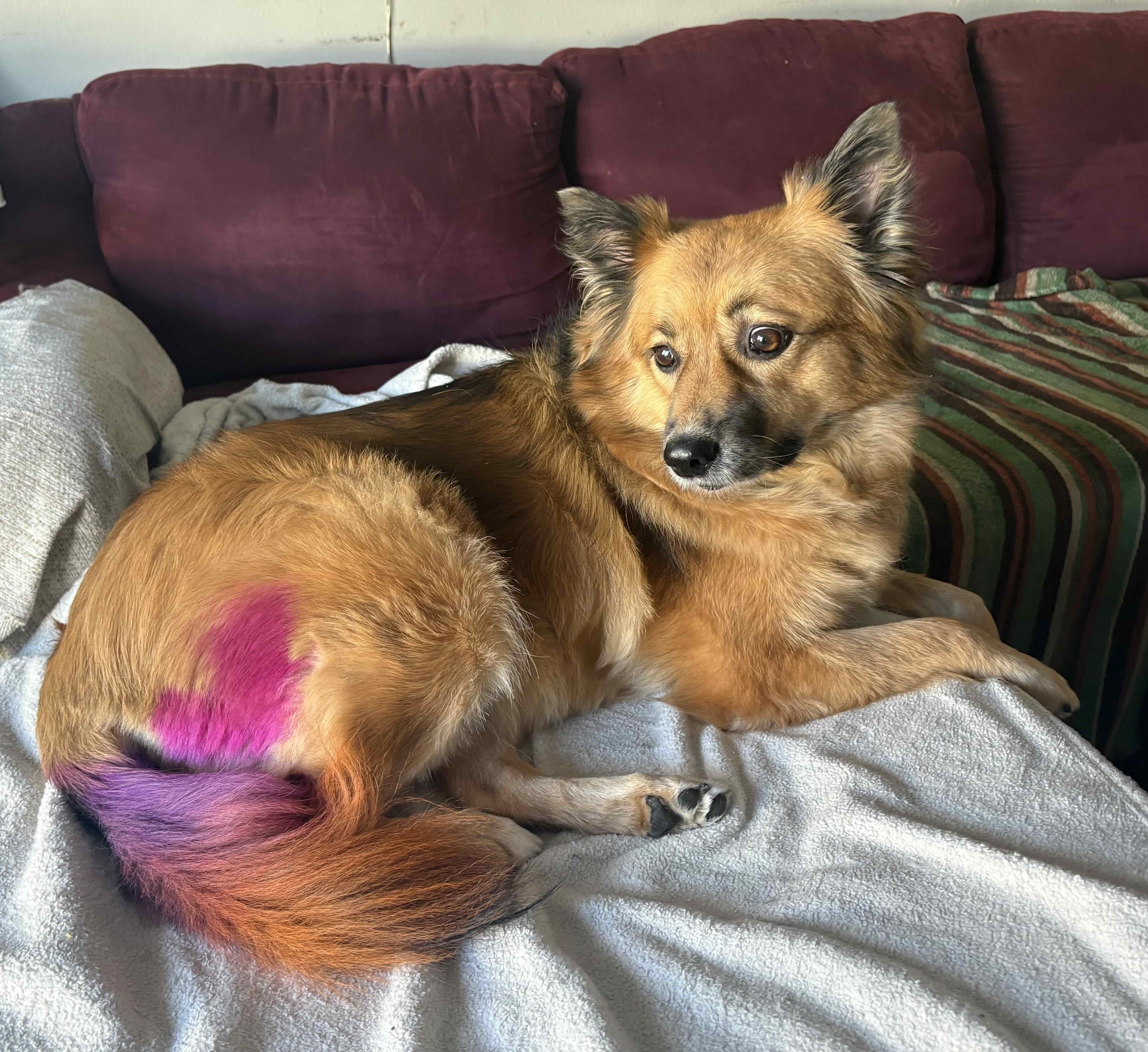 Gracie the Gal Grooming